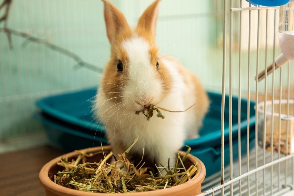 rabbit chewing food in cage