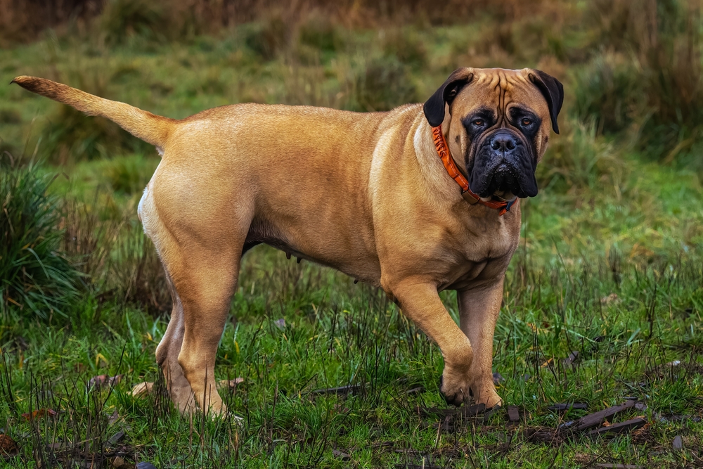 Flat face dog Bullmastiff