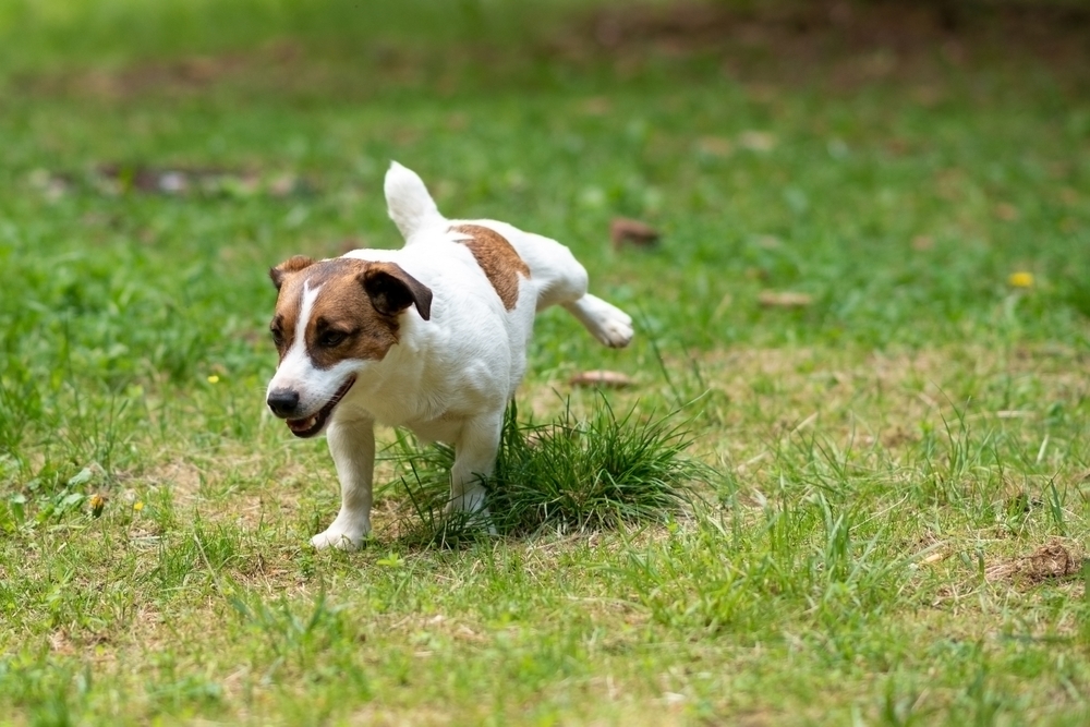 Dog lifts leg outside