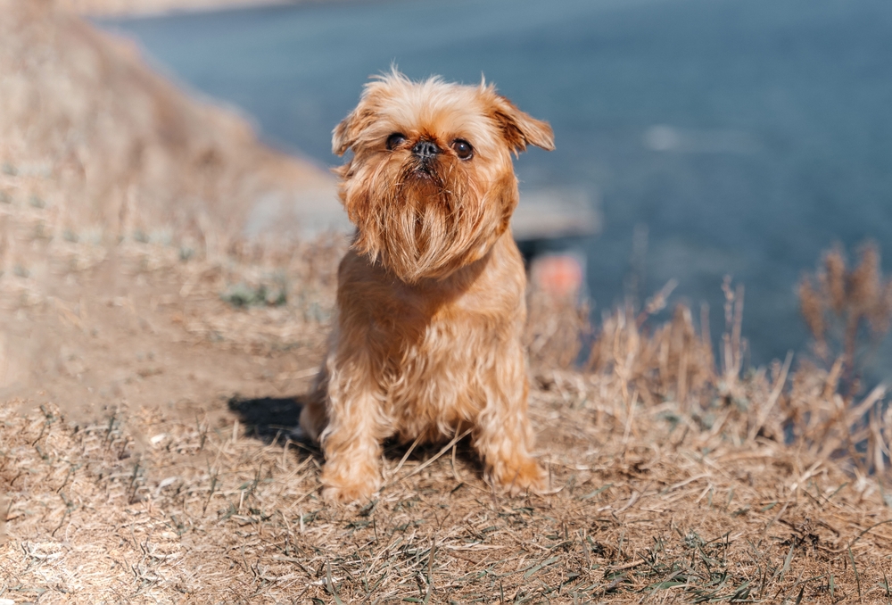 Brussels Griffon dog