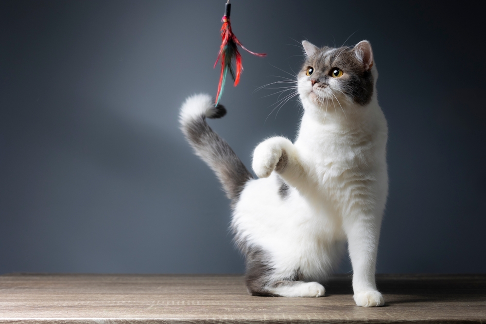 Purr-fect Catnip Alternatives for Cats Who Don’t Dig Catnip