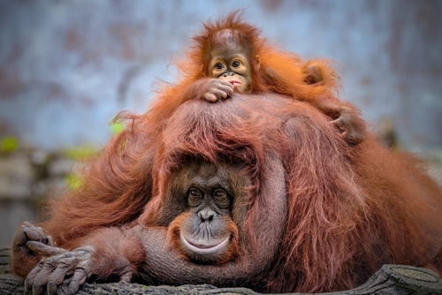 baby Orangutan sitting on mother's back