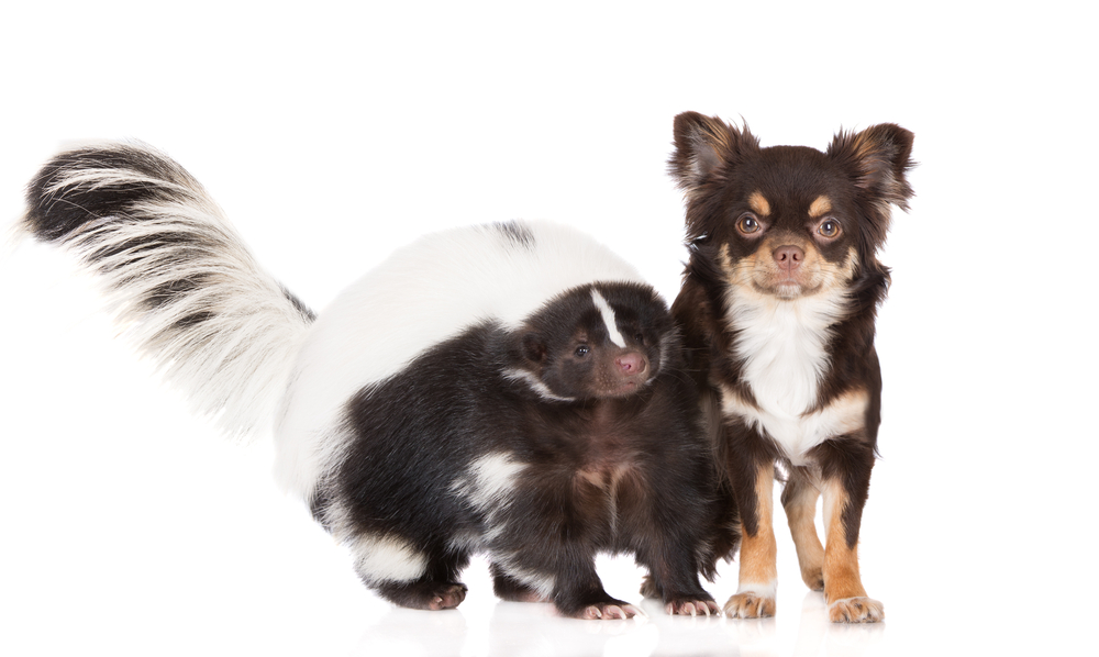 Skunk with dog posing