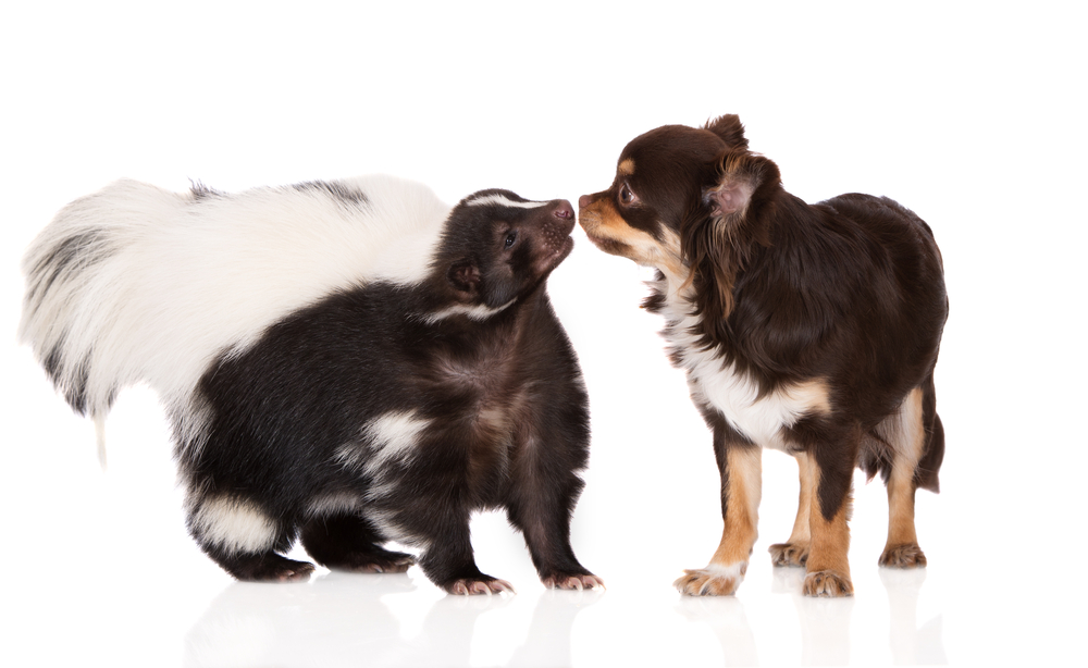Skunk Sprays for Dogs: How to Remove the Stink Fast