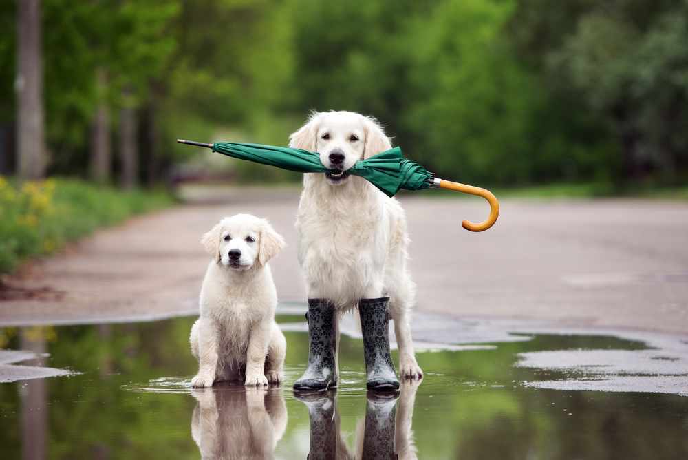 Cachorros posando na chuva
