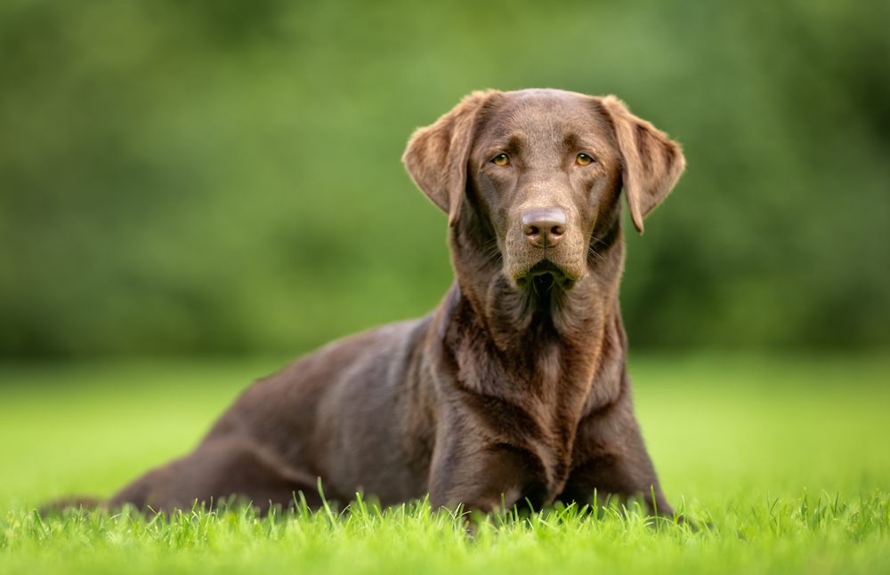 Your Adult Dog: What to Expect at 3-4 Years