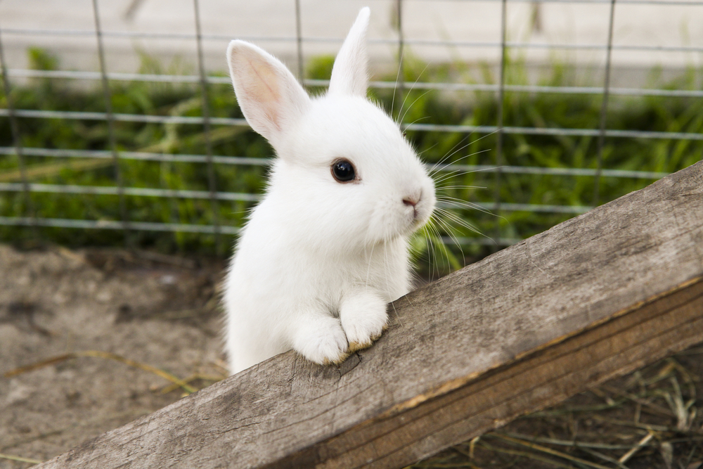 rabbit looking around at farm