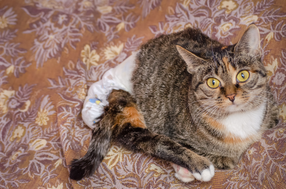 Cat Diapers To Help Prevent Accidents