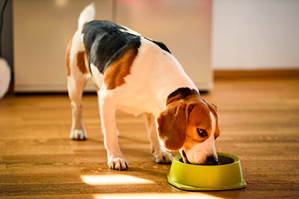 Beagle eating dog food for skin allergies