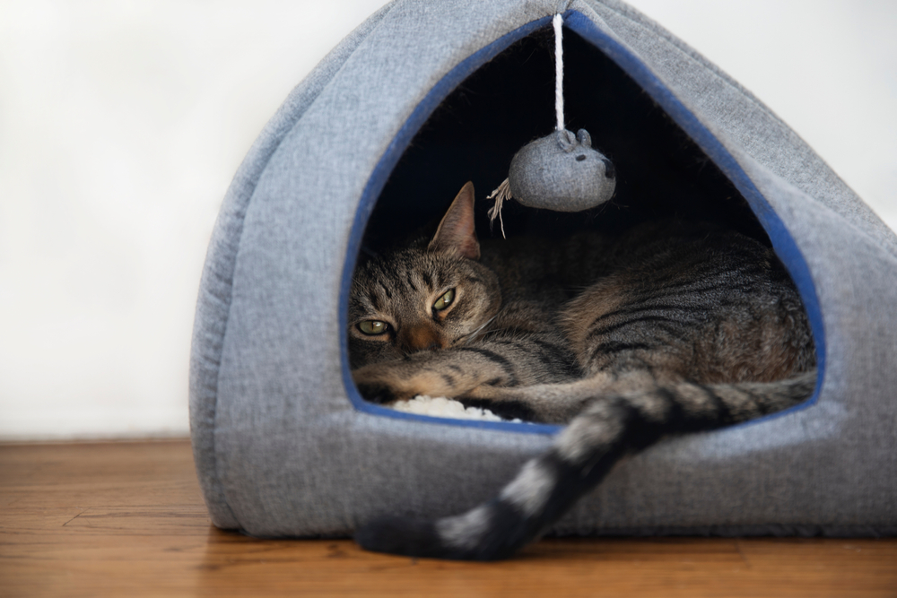 8 Snuggly Cat Cave Beds for Secret Snoozing