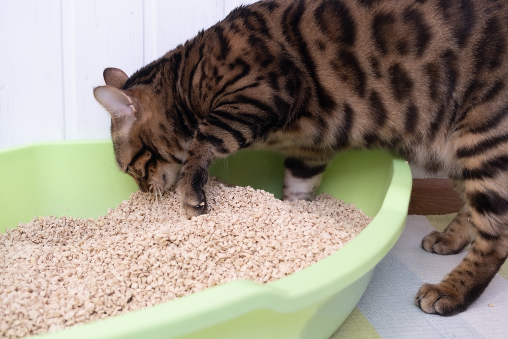 Cat looking at her litterbox