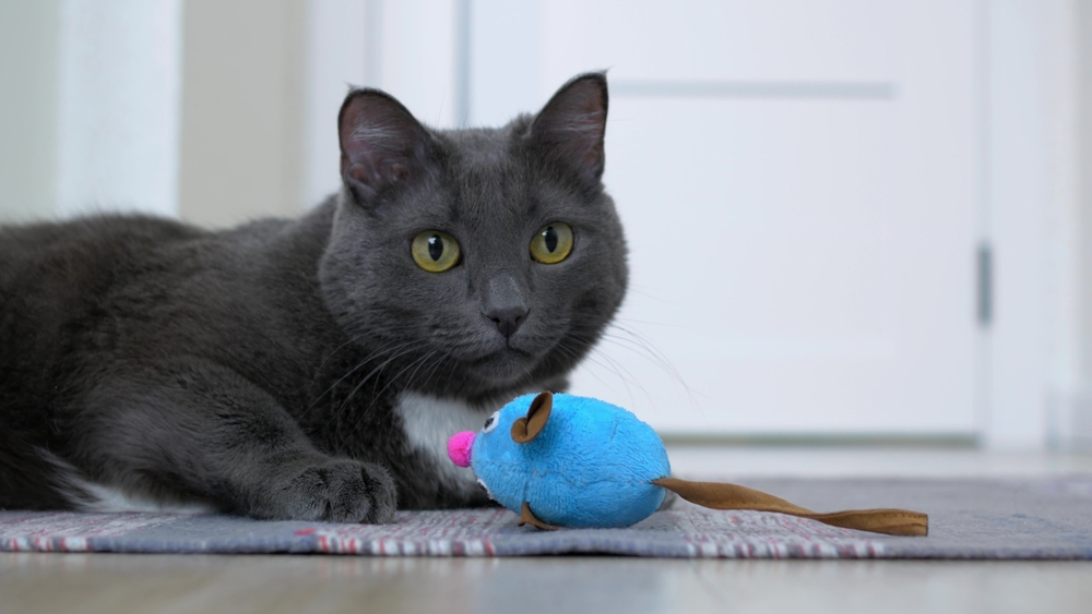 Catnip toy with a gray cat