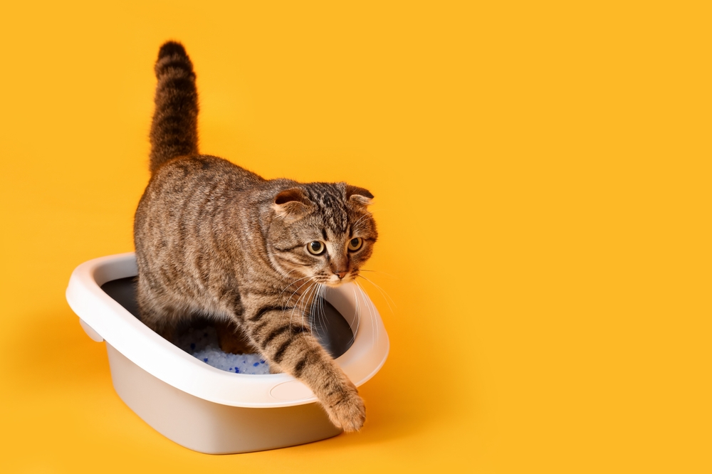 8 Cat Litter Deodorizers to Beat the Stink