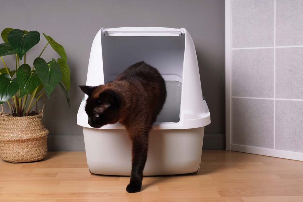 High-Sided Litter Boxes for a Cleaner Home in 2024