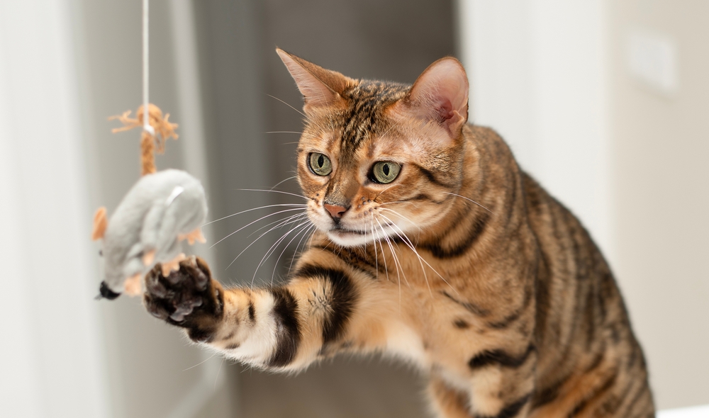 Top 8 Catnip Toys Your Feline Will Love
