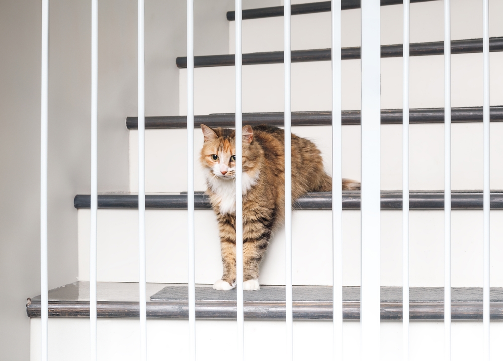 Cat sits behind gate