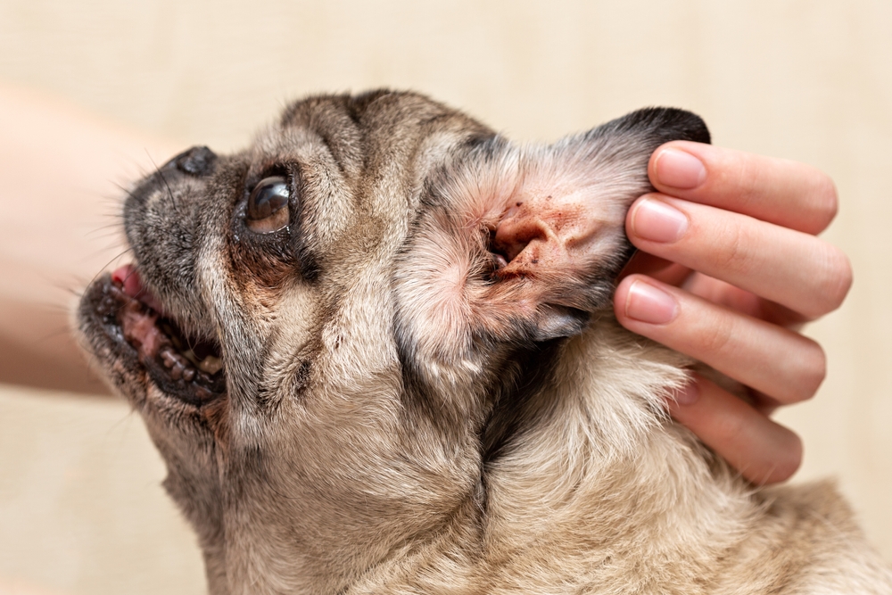 pug smiling with dirty ears