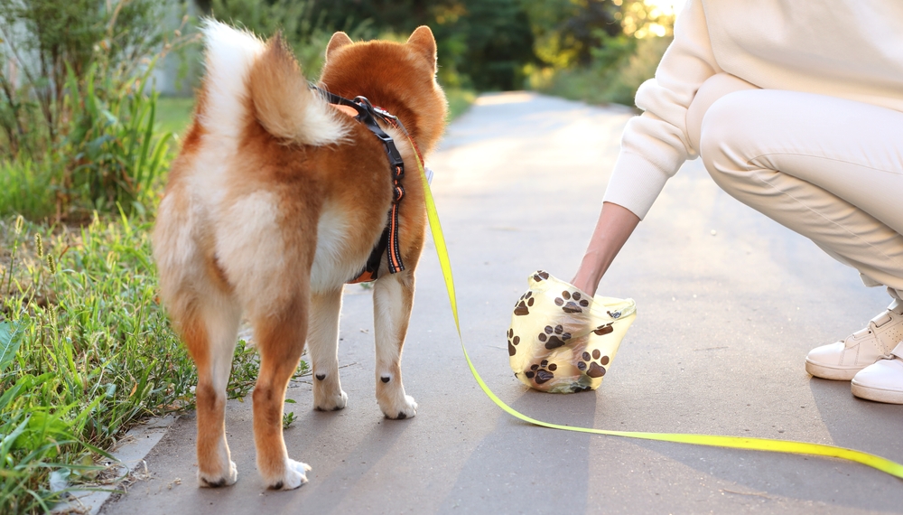 10 Best Pooper Scoopers for Cleaning Up Your Yard