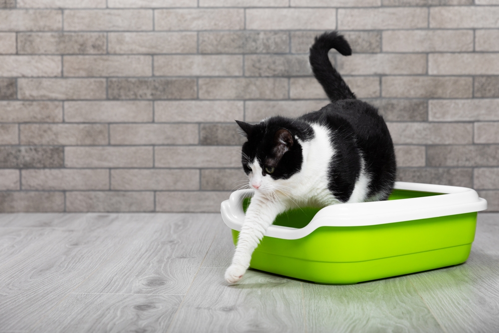 Paper Cat Litter: 7 Dust-Free Biodegradable Options