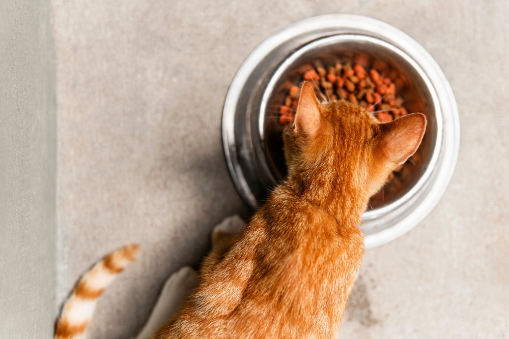 Best Dry Cat Food of 2024: Top 9 Picks