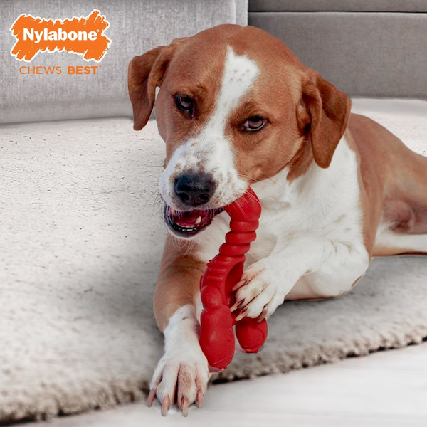 Nylabone Power Chew Lobster Dog Toy