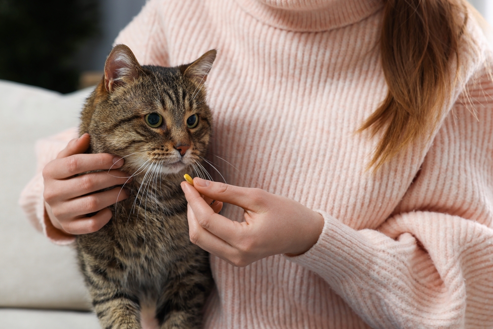 cat getting a pill