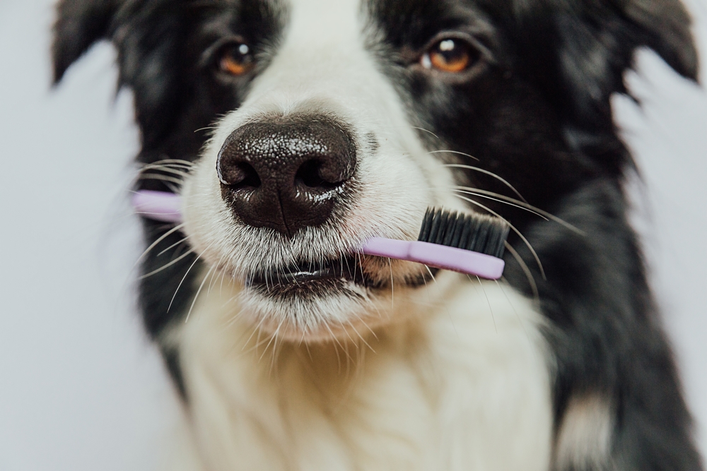 Veterinarian Confession: "I Don’t Brush My Dog’s Teeth"