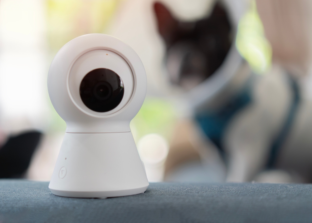 Top 8 Dog Cameras of 2025