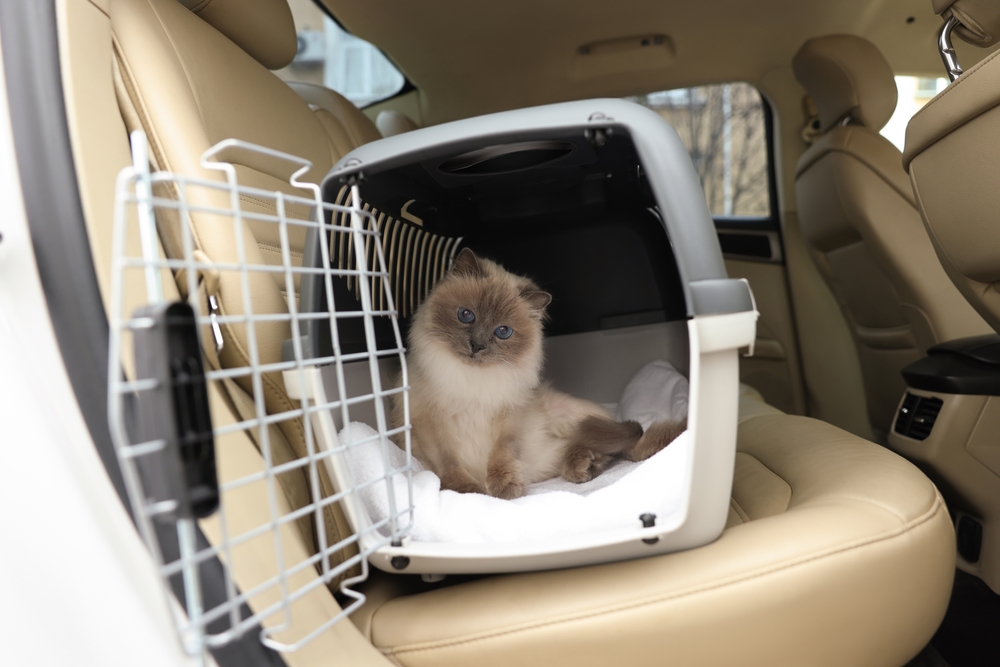 Teach Your Cat to Love Riding in the Car