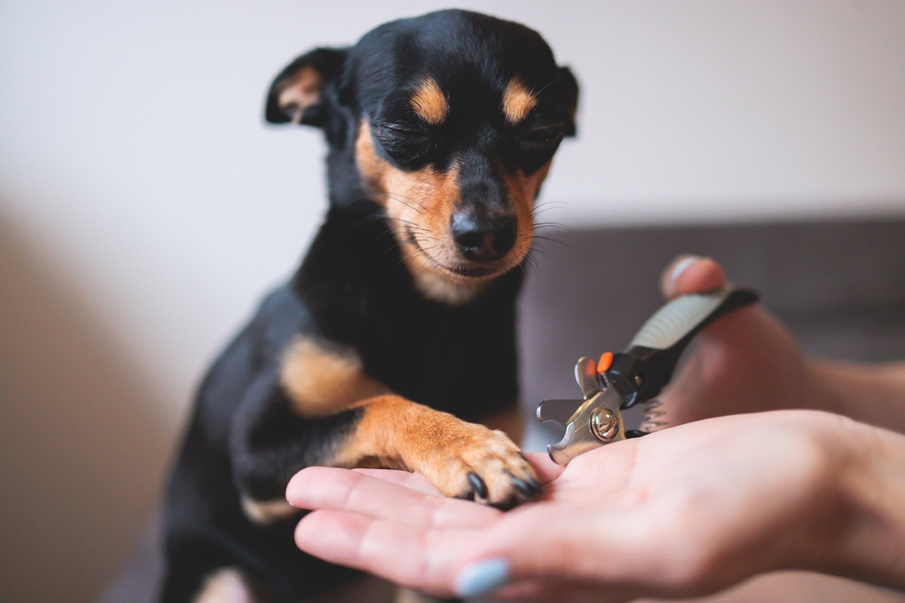 Take the Stress Out of Trimming Your Dog's Nails