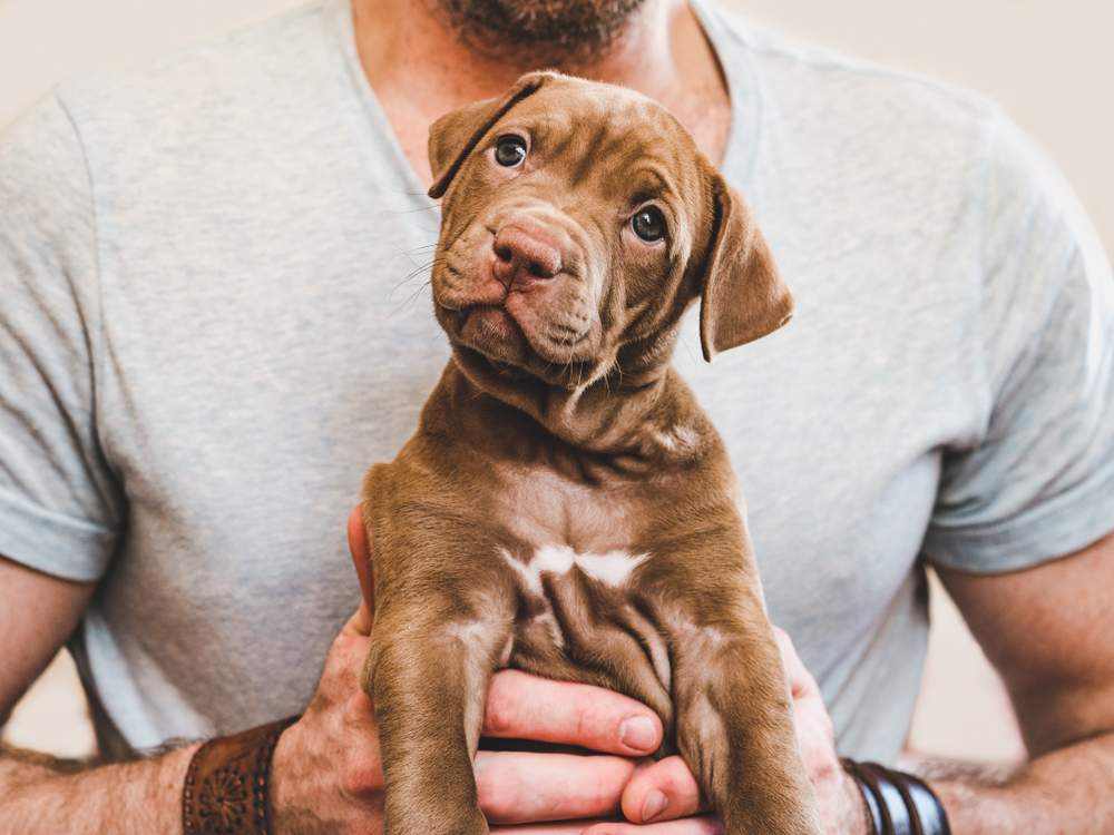 New Dog Owner Guide: 21 Items to Put on Your Shopping List