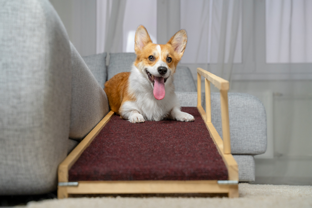 Dog Steps Vs Dog Ramps: Which Ones Are Ideal For Your Dog?