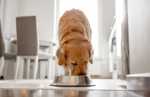 Vetstreet’s Top Bone Broth For Dogs For Healthy Nutrition