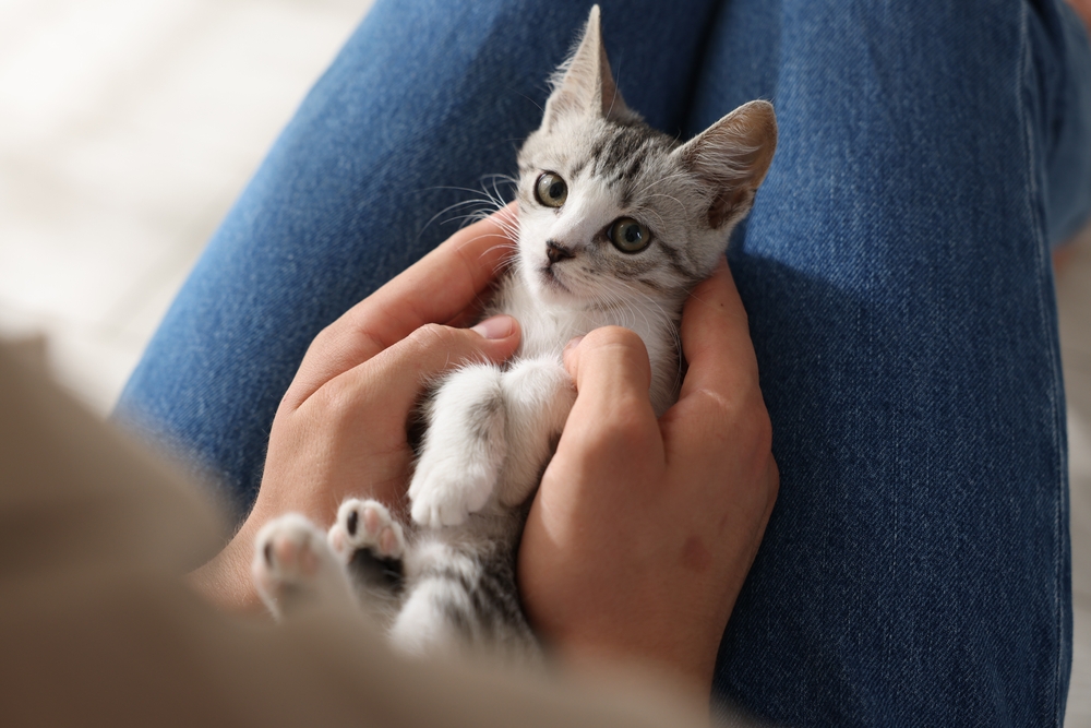 Kitten Basics 101 - Taking Care of Your New Kitten