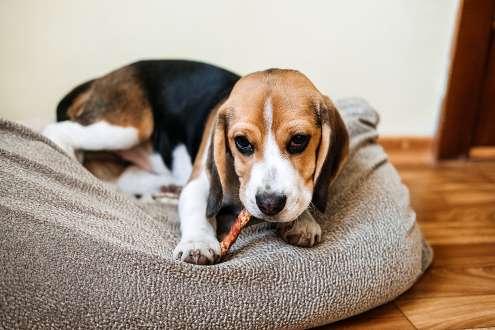 Bully Sticks for Dogs: Safe and Durable Chewing Selections