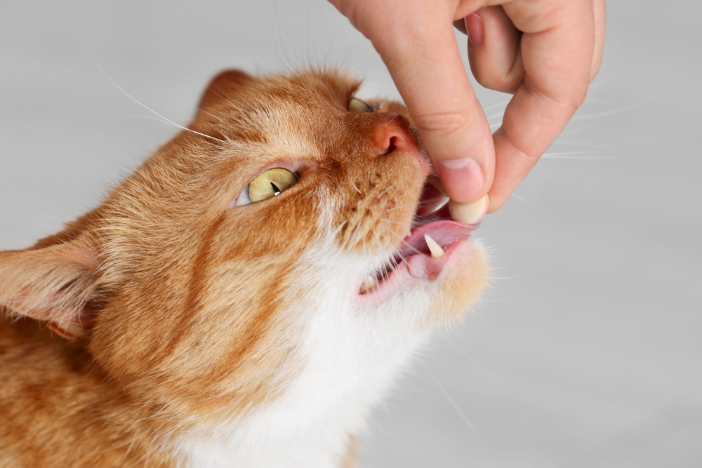 Best Liver Supplements for Cats: Supporting Your Feline’s Liver Health