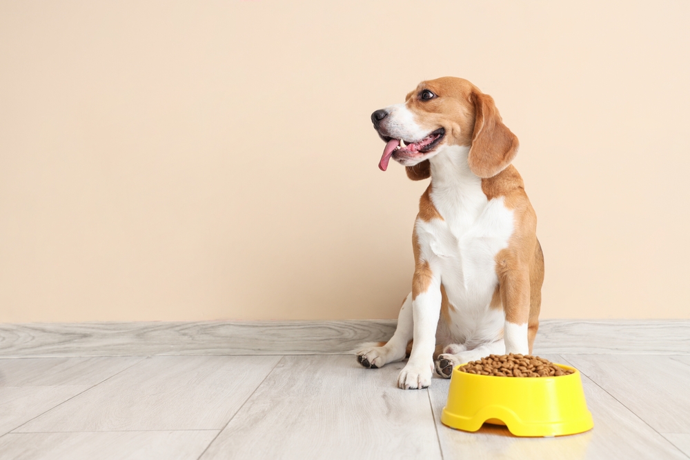 How to Find High-Quality Inexpensive Dog Food