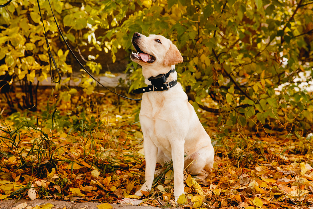 Invisible Fence: Veterinarian Weighs In