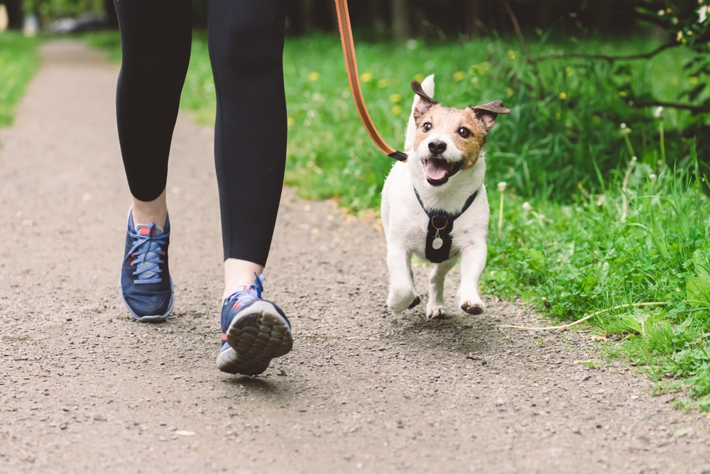 dog exercise with owner