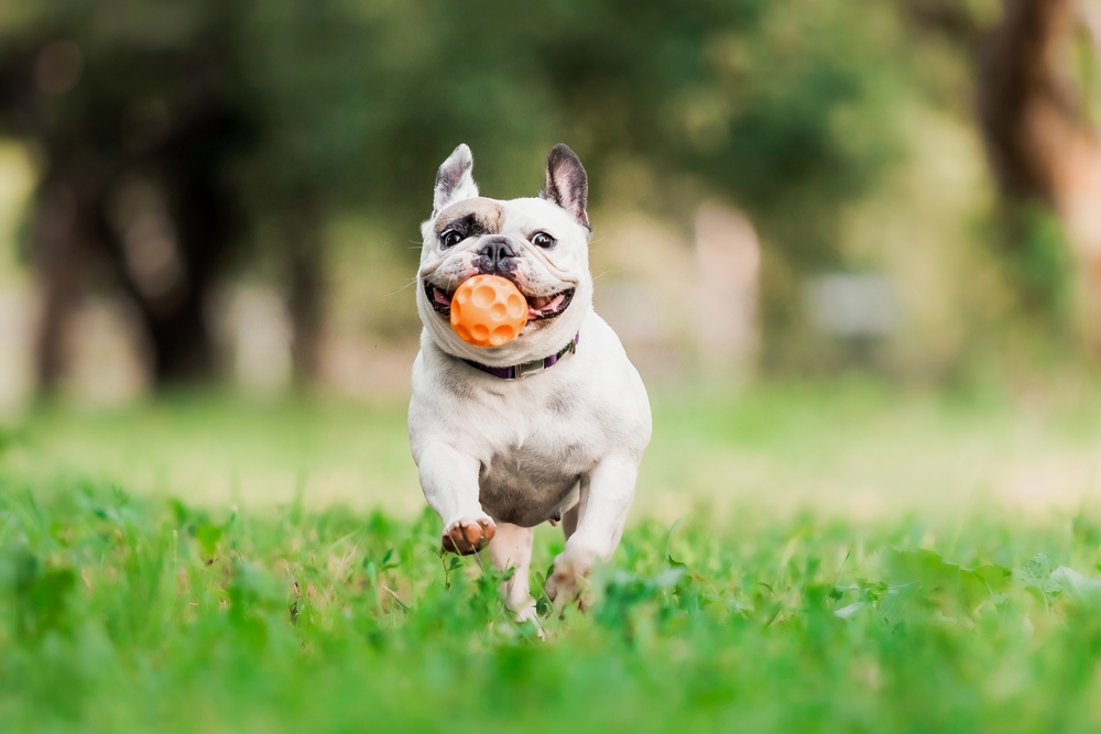 Fun Dog Exercise Products For Active Pet Parents