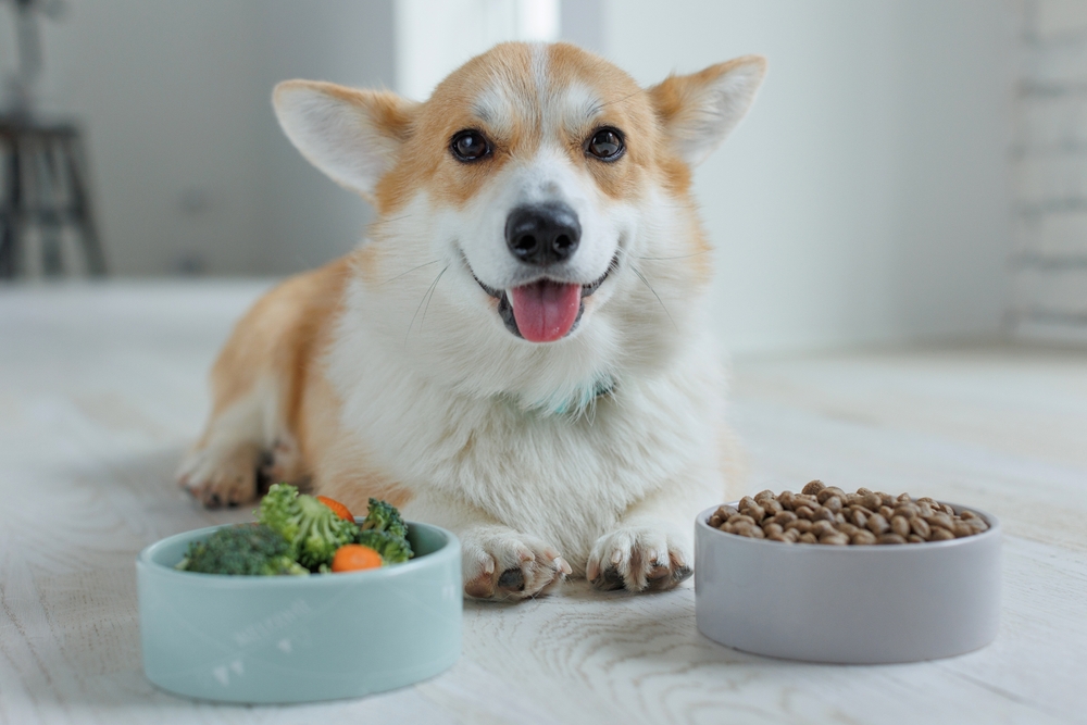 A Pet Parent’s Honest Review of The Pets Table Dog Food