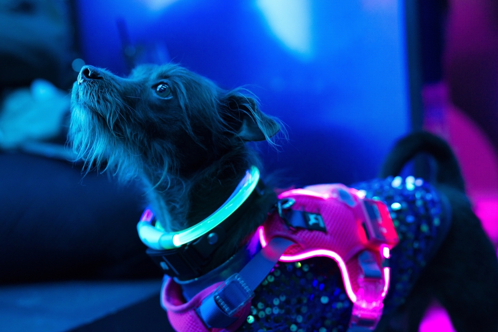 Light up collar on dog for dog exercise products