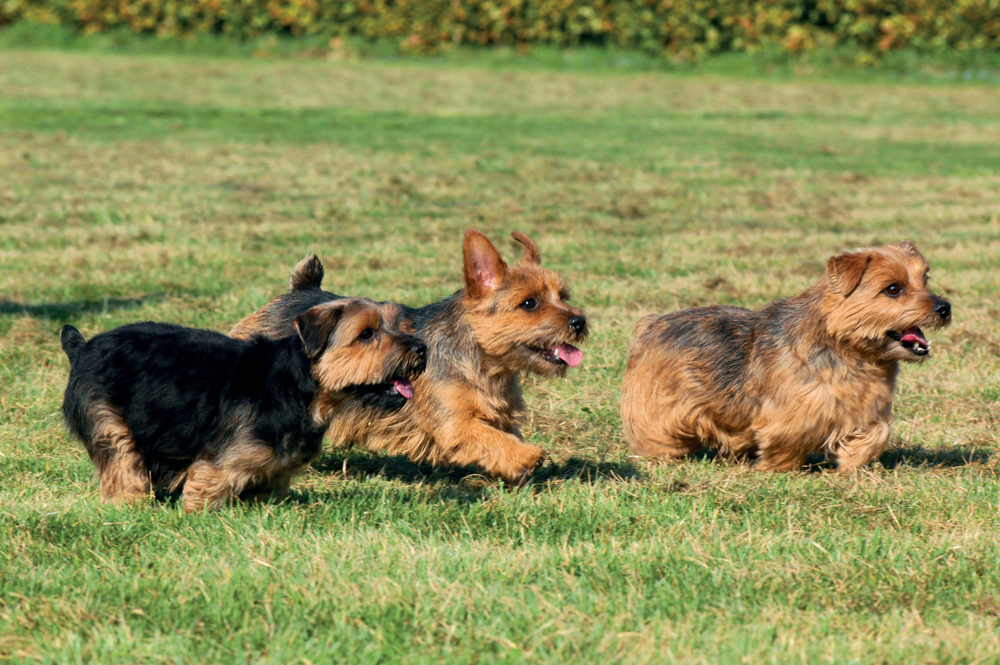 Norfolk terrier small dog breeds for families