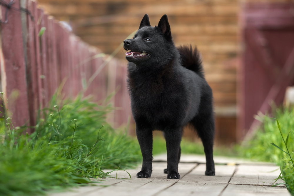 Schipperke dog starting up at family