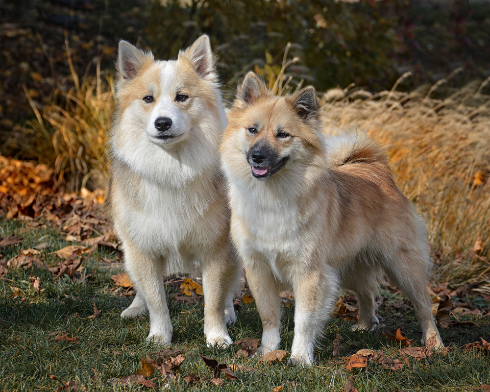 Icelandic Sheepdog best for families