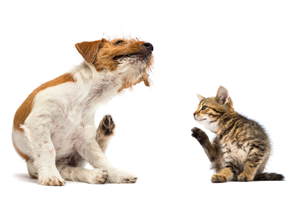 Natural Flea Repellent For Pets: What Really Works?