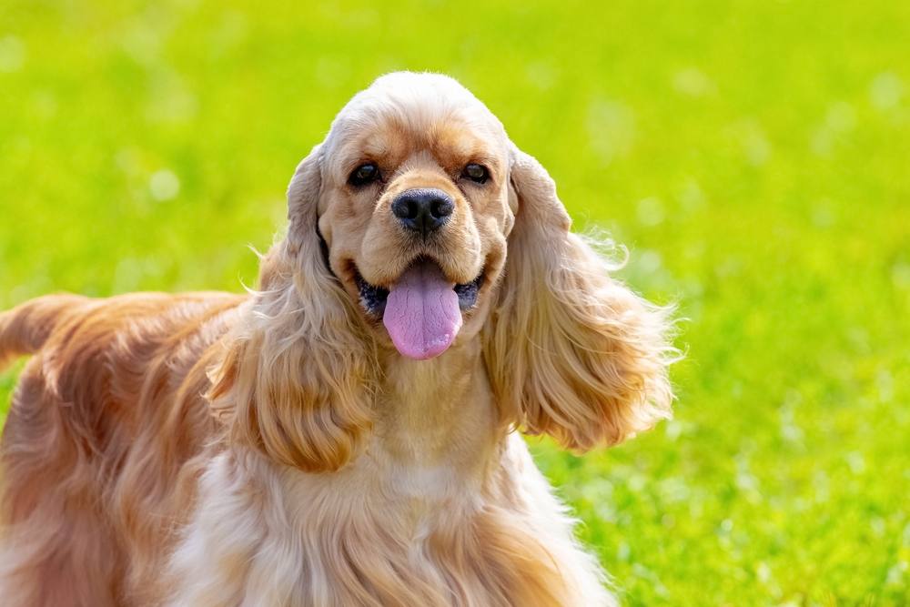 American Cocker Spaniel small dog breeds for a family