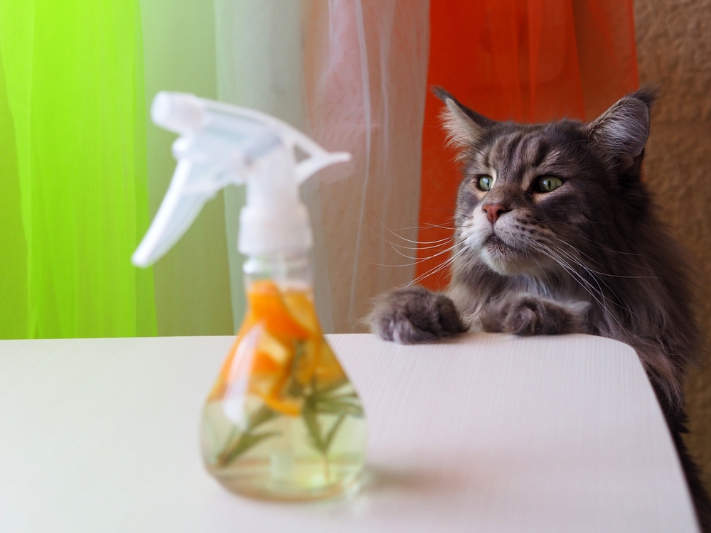 Pet Safe Cleaning Products: Pro Tips for Spring Cleaning