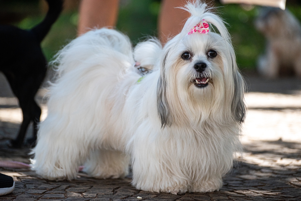 The Lhasa Apso is a small dog breed for familiies