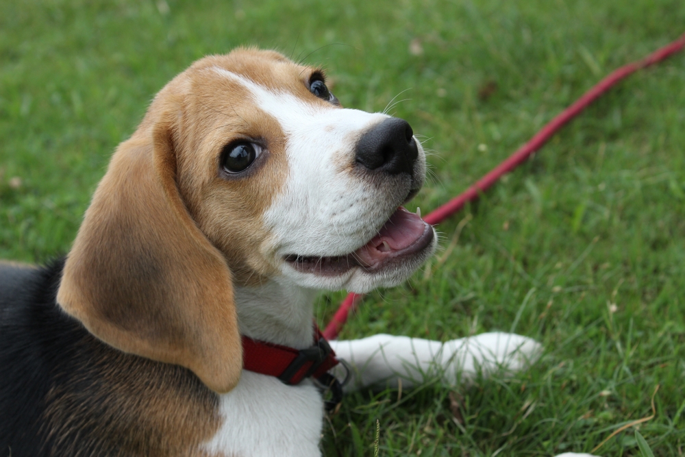 Beagle stares